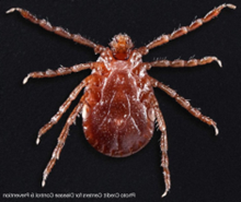 picture of asian longhorn tick